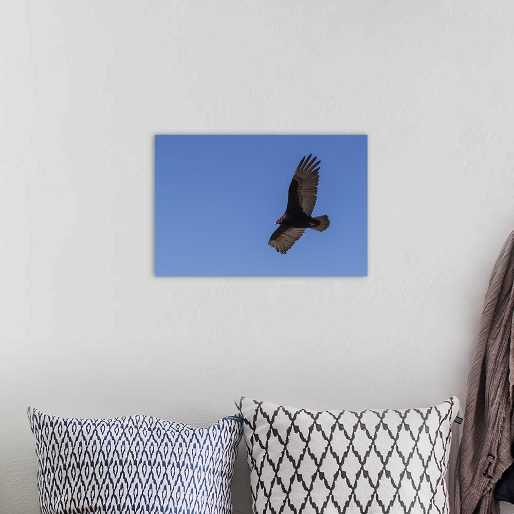 A bohemian room featuring Adult turkey vulture (Cathartes aura) in flight over Saunders Island, Falkland Islands, South Ame...