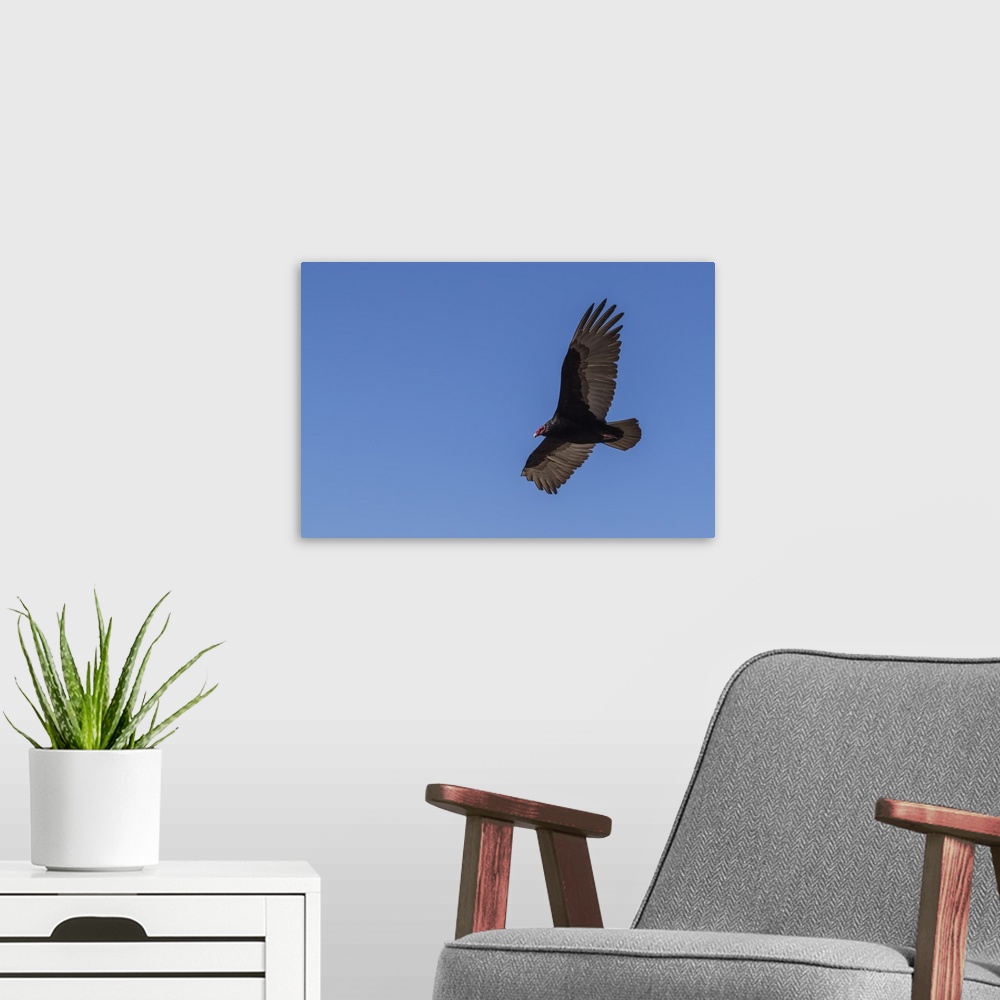 A modern room featuring Adult turkey vulture (Cathartes aura) in flight over Saunders Island, Falkland Islands, South Ame...