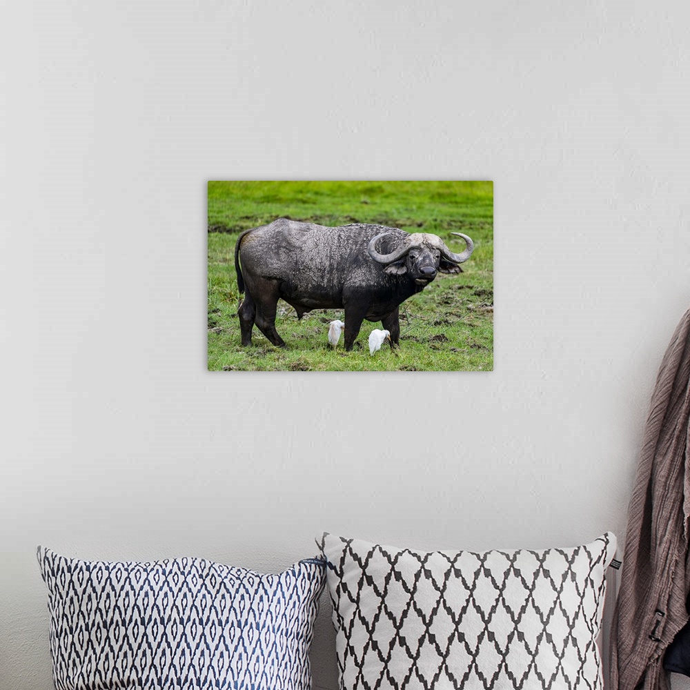 A bohemian room featuring African buffalo (Syncerus caffer), Amboseli National Park, Kenya, East Africa, Africa