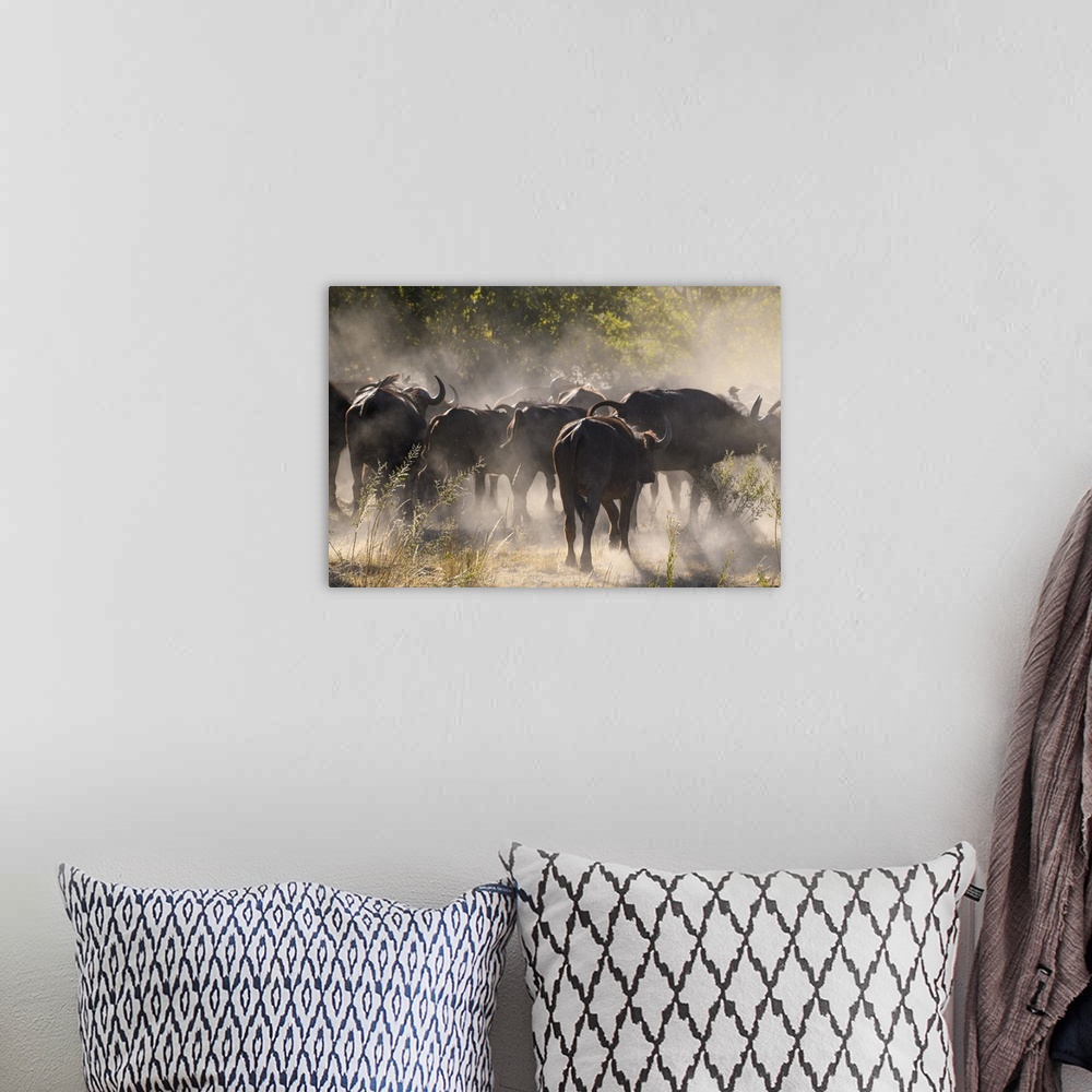 A bohemian room featuring African buffalo (Cape Buffalo) (Syncerus caffer), Bushman Plains, Okavango Delta, Botswana, Africa