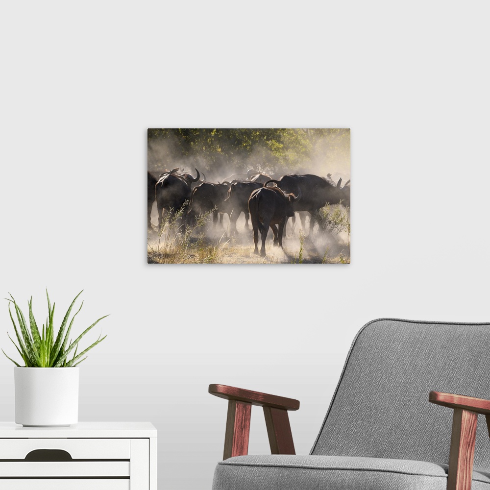 A modern room featuring African buffalo (Cape Buffalo) (Syncerus caffer), Bushman Plains, Okavango Delta, Botswana, Africa