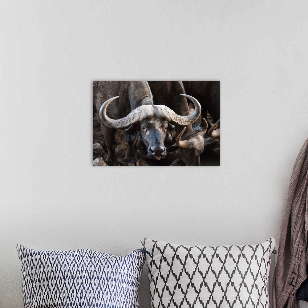 A bohemian room featuring African Buffalo (Syncerus caffer) drinking, Taita Hills Wildlife Sanctuary, Kenya, East Africa, A...