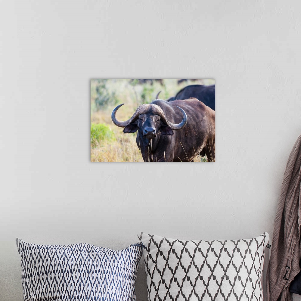 A bohemian room featuring African Buffalo (Syncerus caffer), Taita Hills Wildlife Sanctuary, Kenya, East Africa, Africa