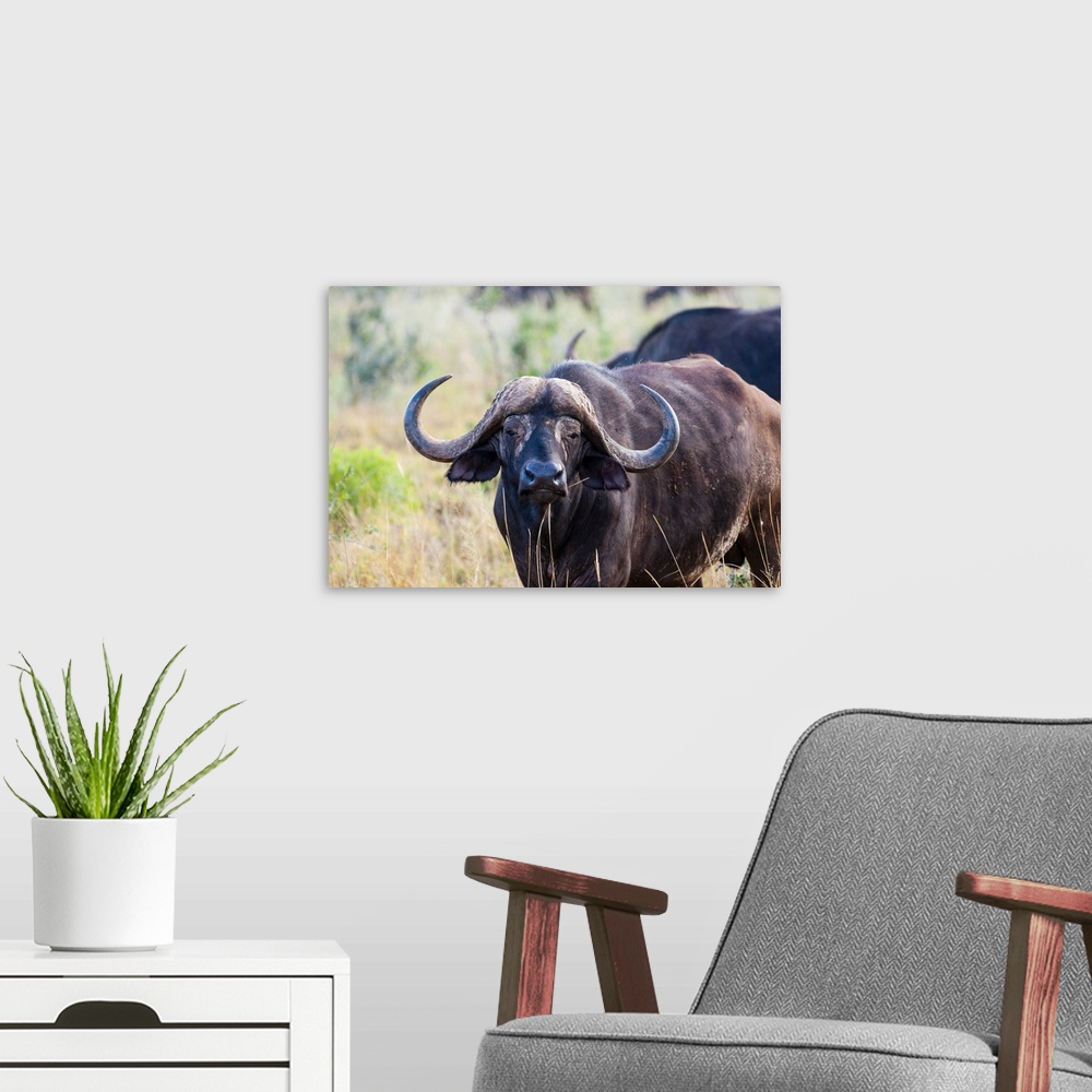 A modern room featuring African Buffalo (Syncerus caffer), Taita Hills Wildlife Sanctuary, Kenya, East Africa, Africa