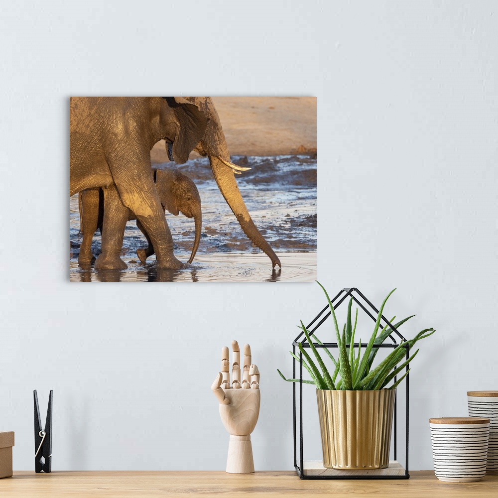 A bohemian room featuring African bush elephant mother and calf (Loxodonta africana), at a watering hole in Hwange National...