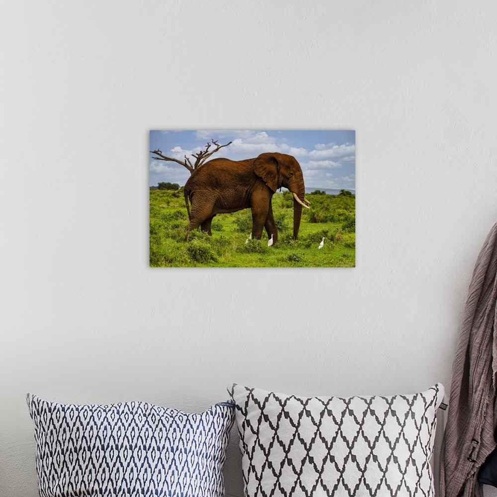 A bohemian room featuring African elephant (Loxodonta), Amboseli National Park, Kenya, East Africa, Africa