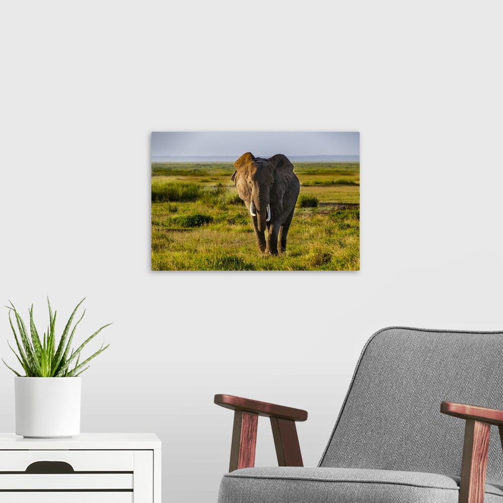 A modern room featuring African elephant (Loxodonta), Amboseli National Park, Kenya, East Africa, Africa