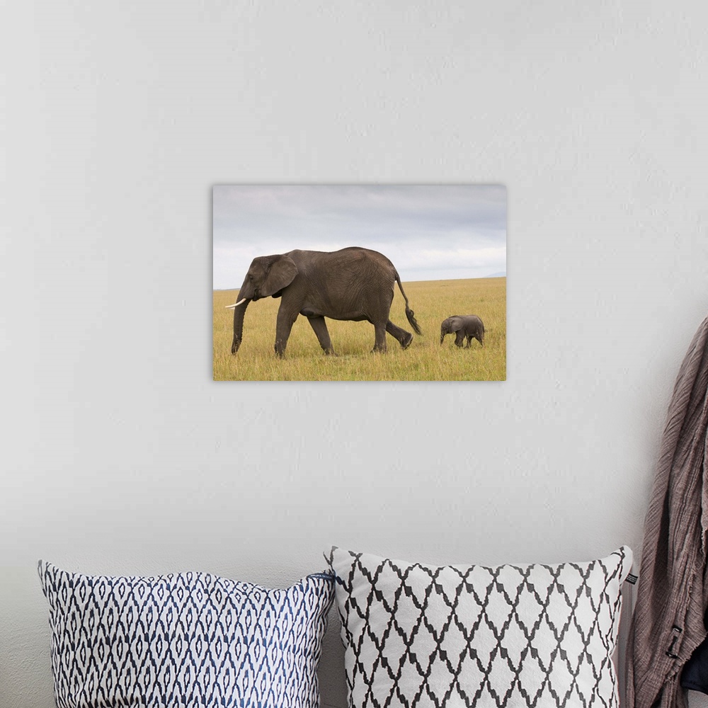 A bohemian room featuring African elephant and baby, Masai Mara National Reserve, Kenya