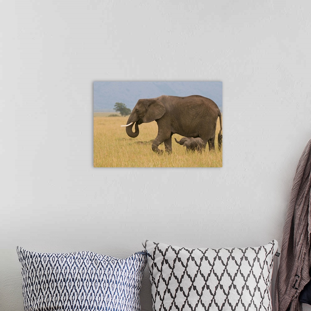 A bohemian room featuring African elephant and baby, Masai Mara National Reserve, Kenya