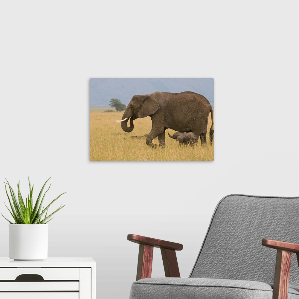 A modern room featuring African elephant and baby, Masai Mara National Reserve, Kenya
