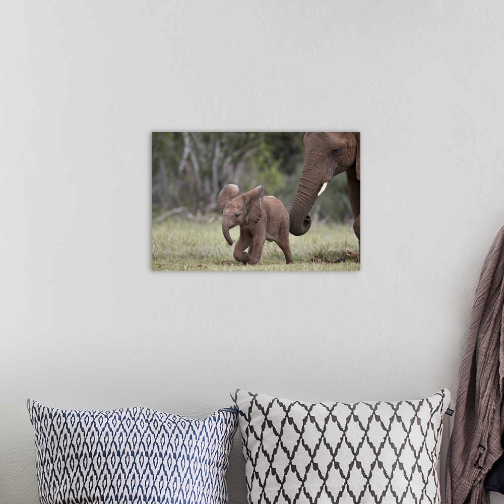 A bohemian room featuring African Elephant (Loxodonta africana) baby and mother, Addo Elephant National Park, South Africa,...