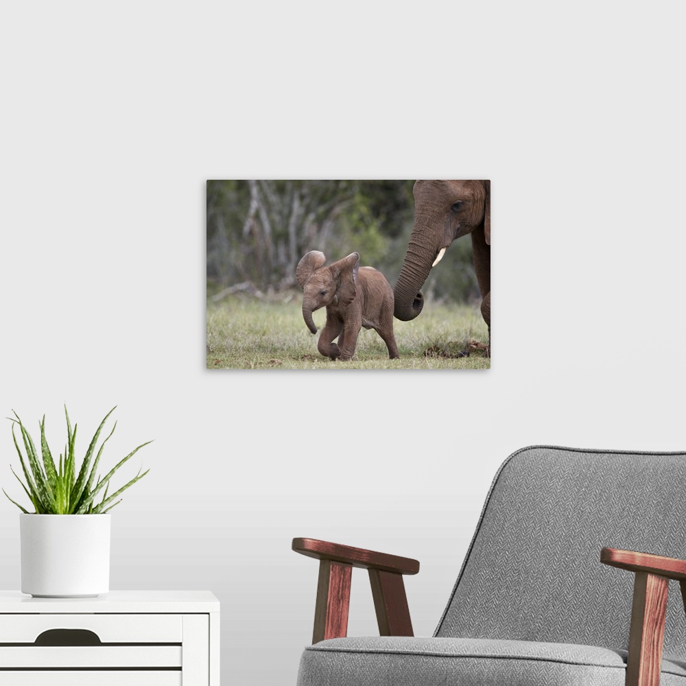A modern room featuring African Elephant (Loxodonta africana) baby and mother, Addo Elephant National Park, South Africa,...