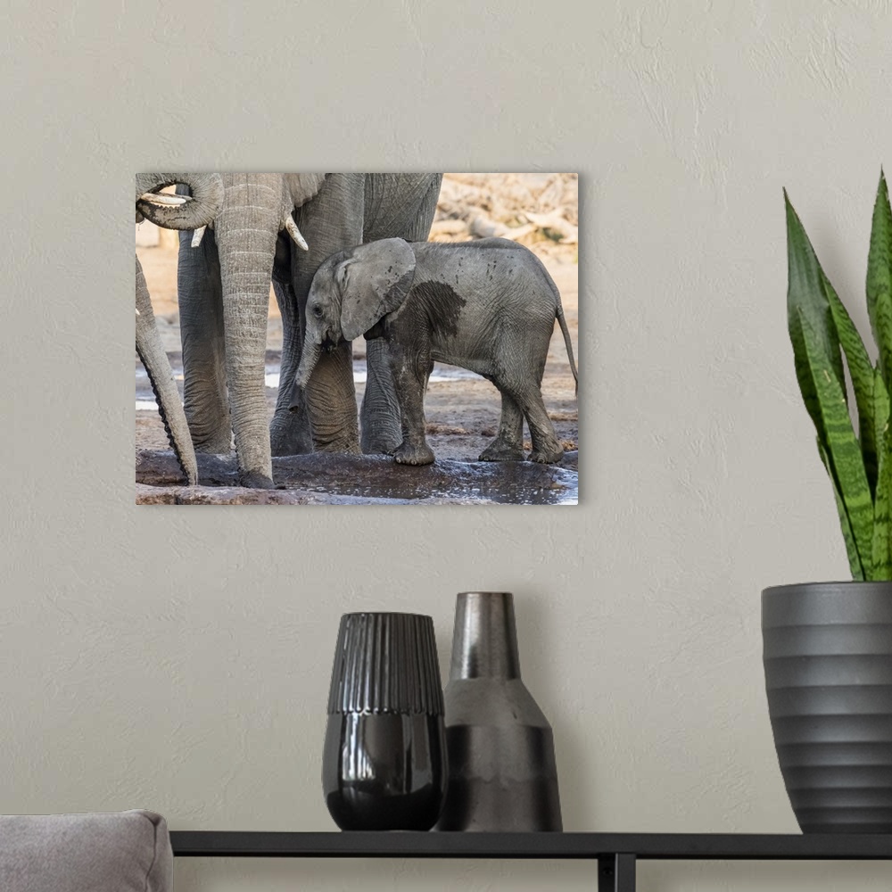 A modern room featuring African elephant (Loxodonta africana), calf drinking at a watering hole in the Okavango Delta, Bo...