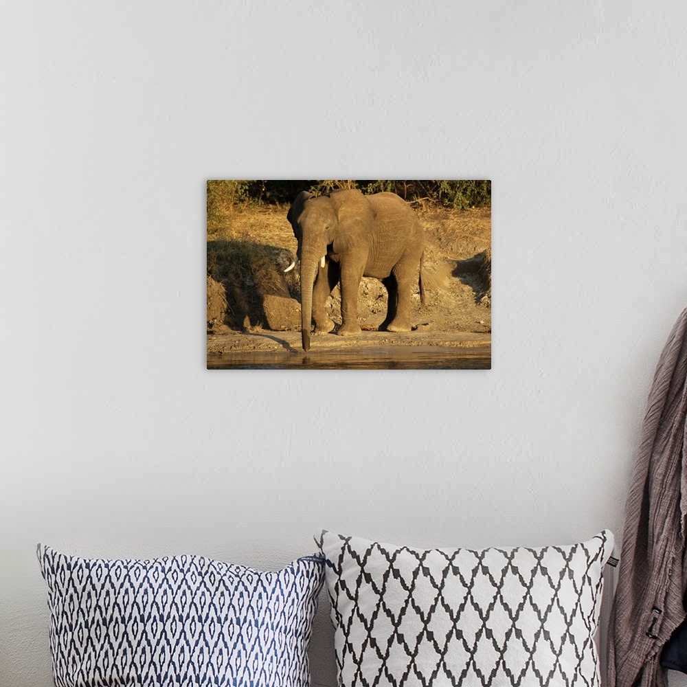 A bohemian room featuring African elephant drinking, Zambesi River, Victoria Falls National Park, Zimbabwe