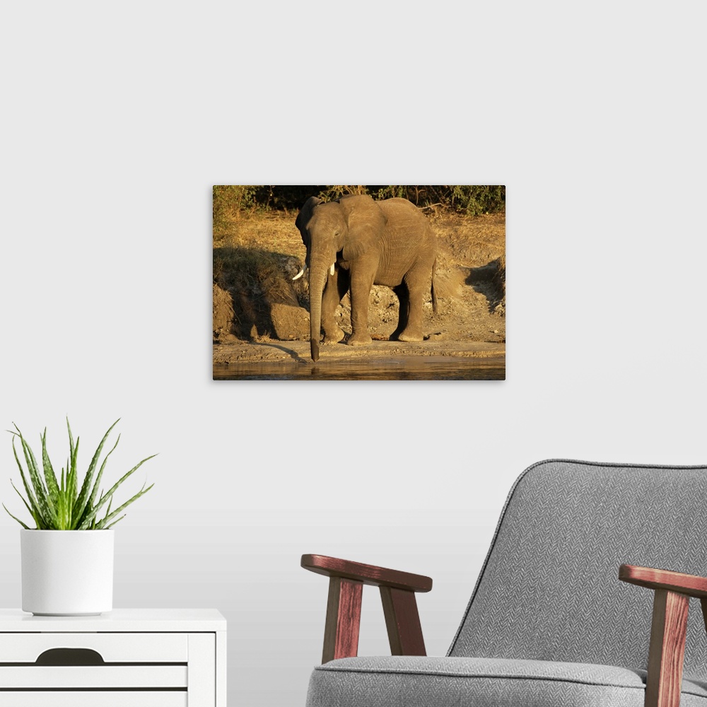 A modern room featuring African elephant drinking, Zambesi River, Victoria Falls National Park, Zimbabwe