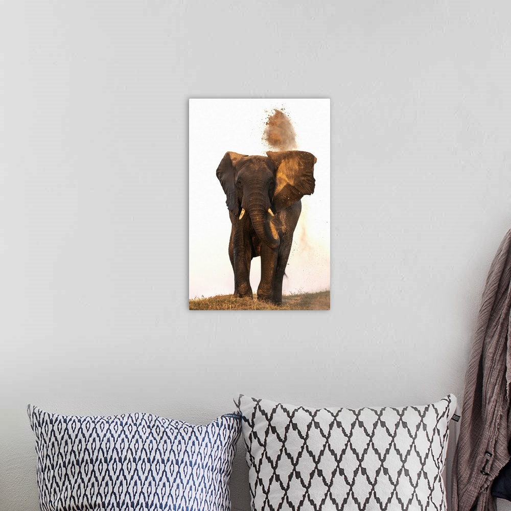 A bohemian room featuring African elephant (Loxodonta africana) dusting, Chobe National Park, Botswana, Africa