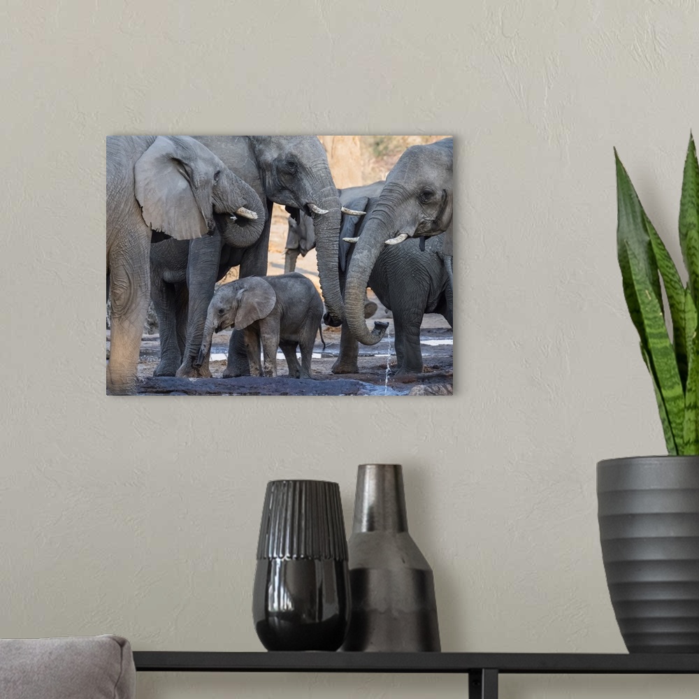A modern room featuring African elephant (Loxodonta africana), herd drinking at a watering hole in the Okavango Delta, Bo...