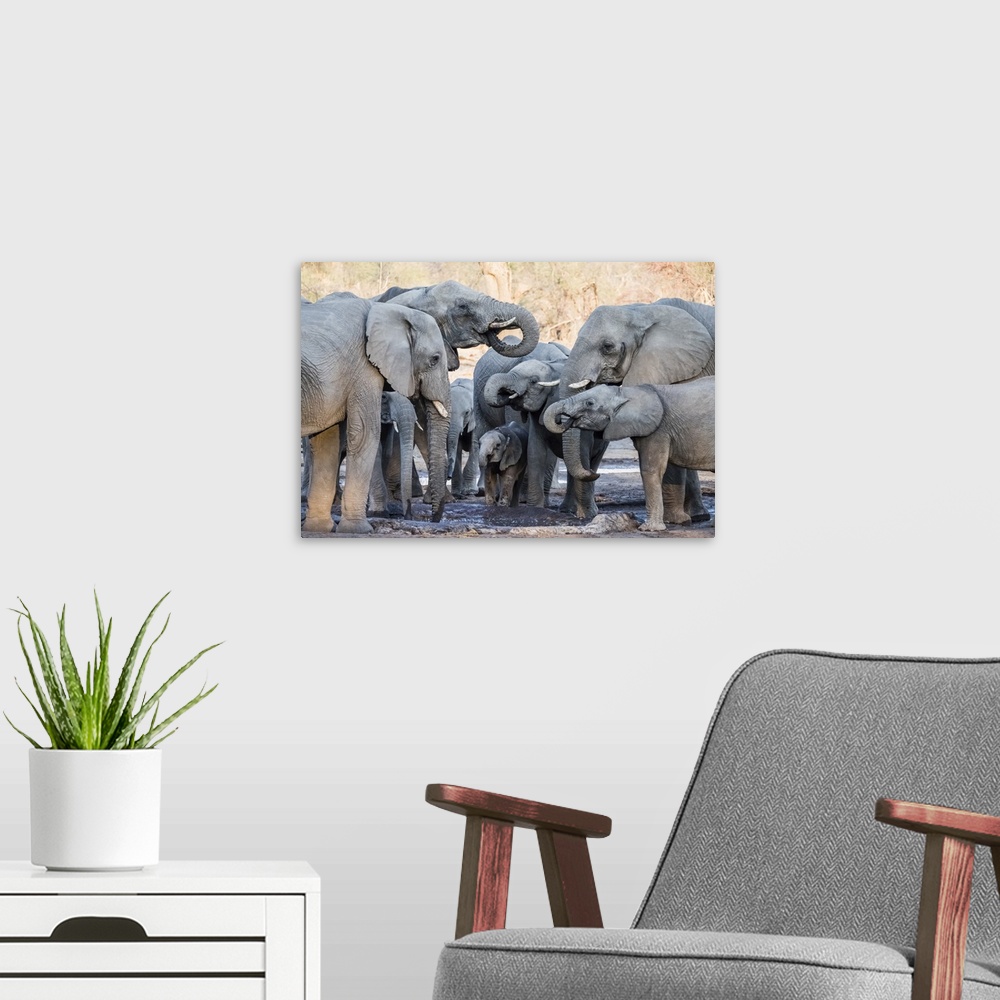 A modern room featuring African elephant (Loxodonta africana), herd drinking at a watering hole in the Okavango Delta, Bo...