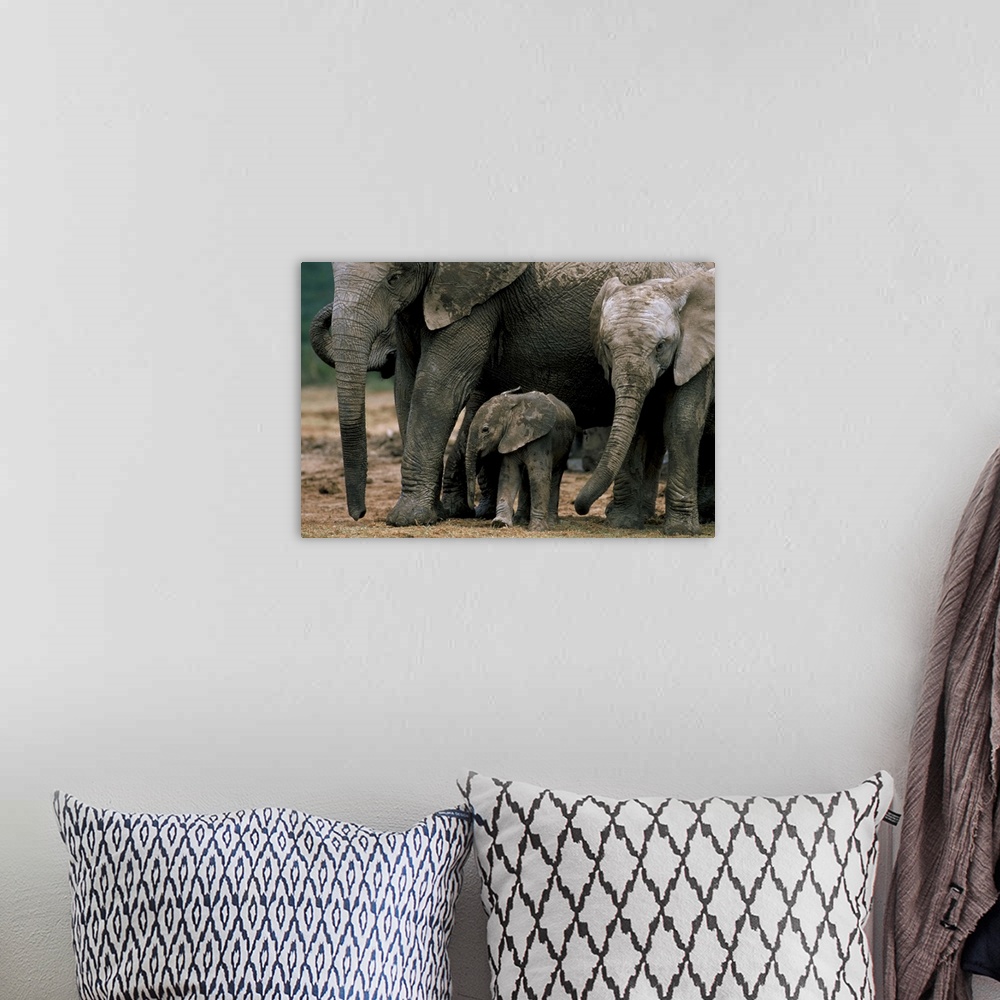 A bohemian room featuring African elephant in matriarchal group, South Africa, Africa