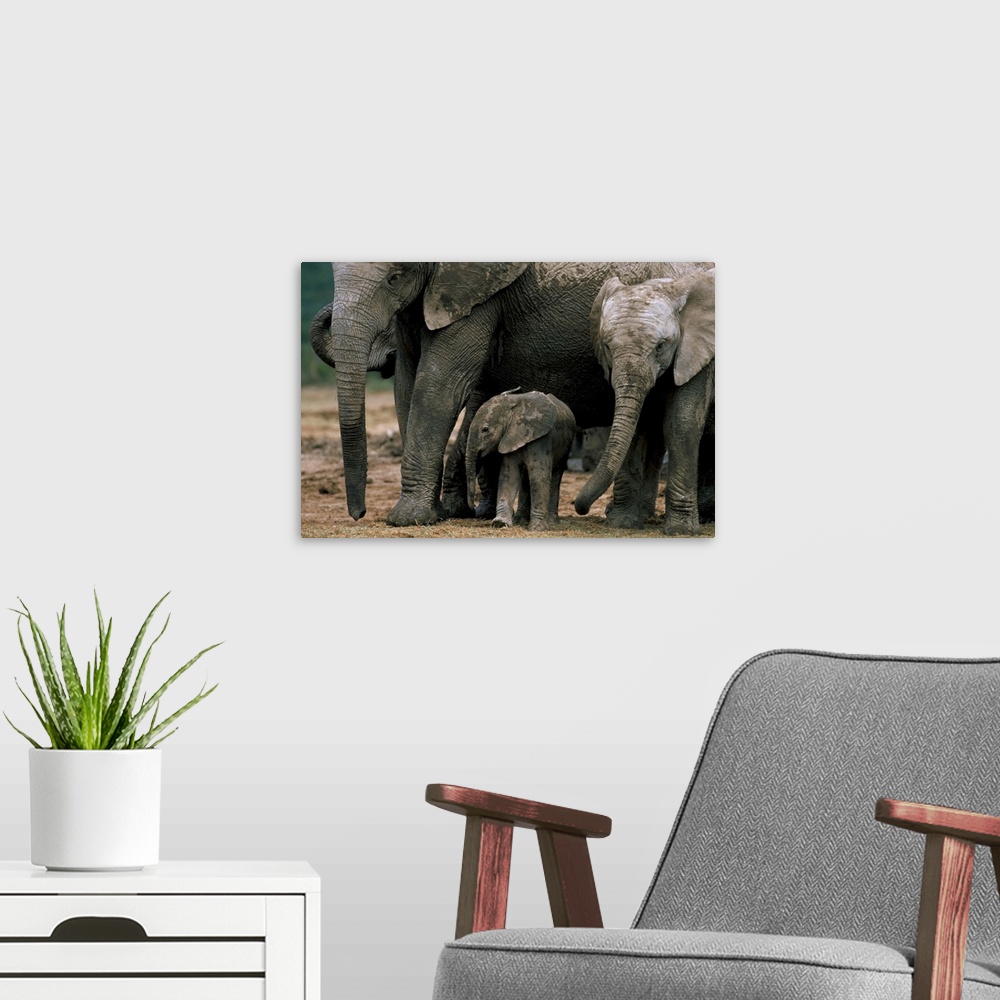 A modern room featuring African elephant in matriarchal group, South Africa, Africa