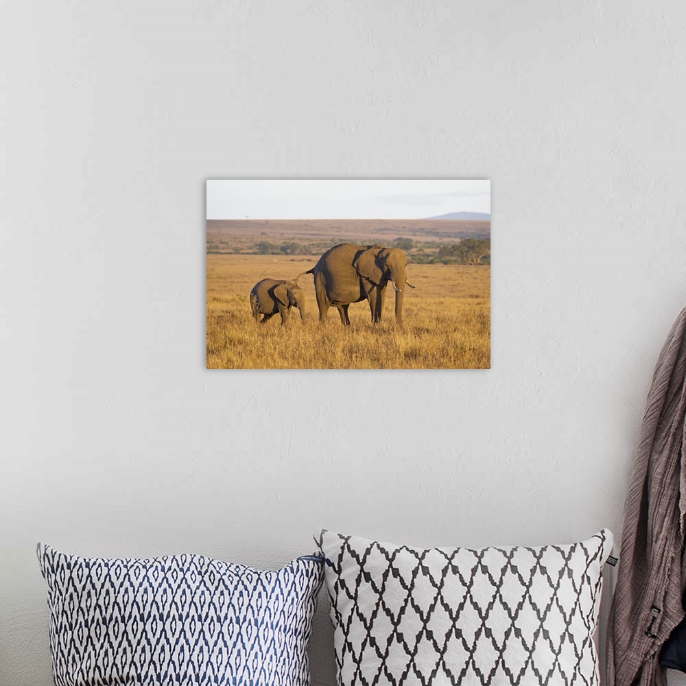 A bohemian room featuring African Elephant mother and young, Masai Mara National Reserve, Kenya