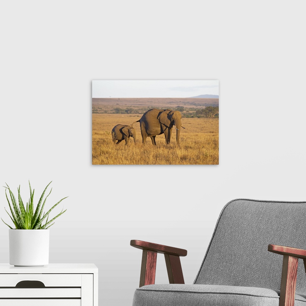 A modern room featuring African Elephant mother and young, Masai Mara National Reserve, Kenya