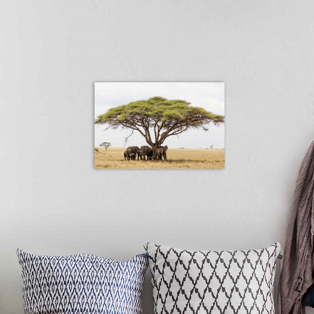 A bohemian room featuring African elephant (Loxodonta africana) sheltering from the heat under a tree canopy, Serengeti Nat...