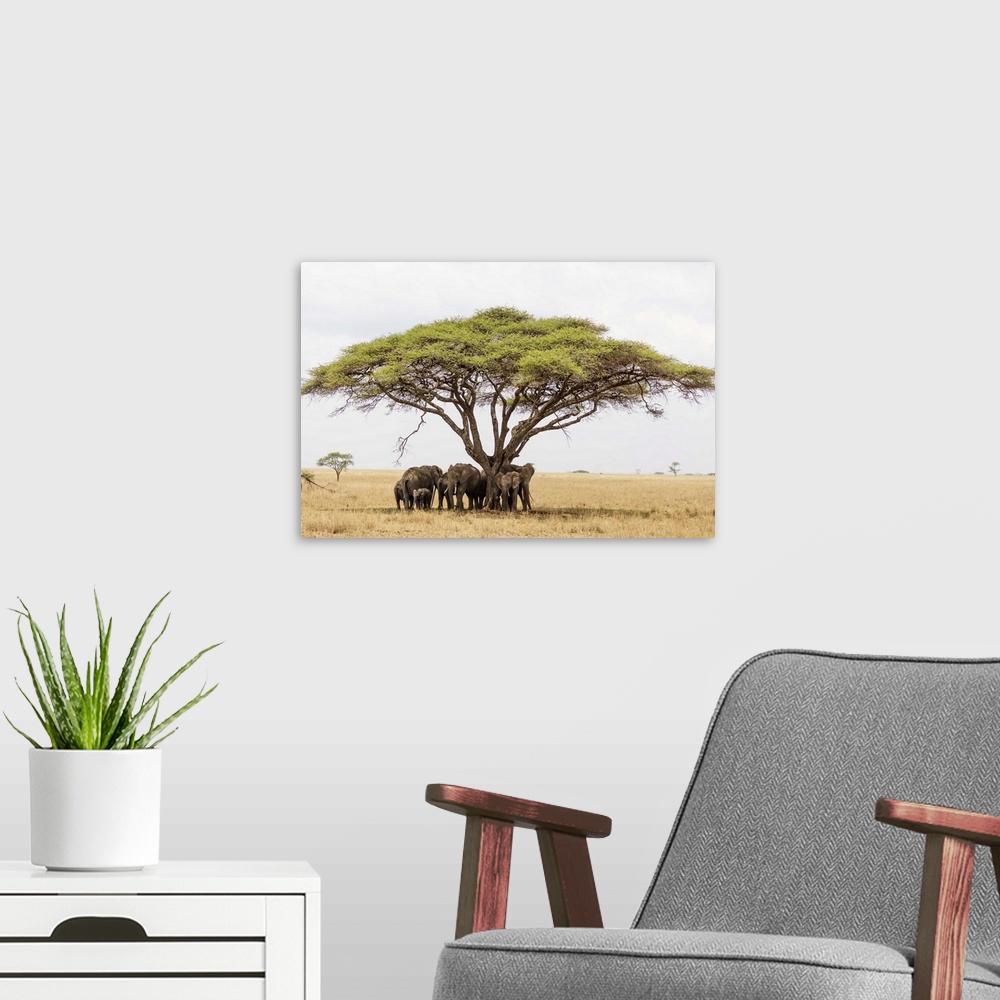 A modern room featuring African elephant (Loxodonta africana) sheltering from the heat under a tree canopy, Serengeti Nat...