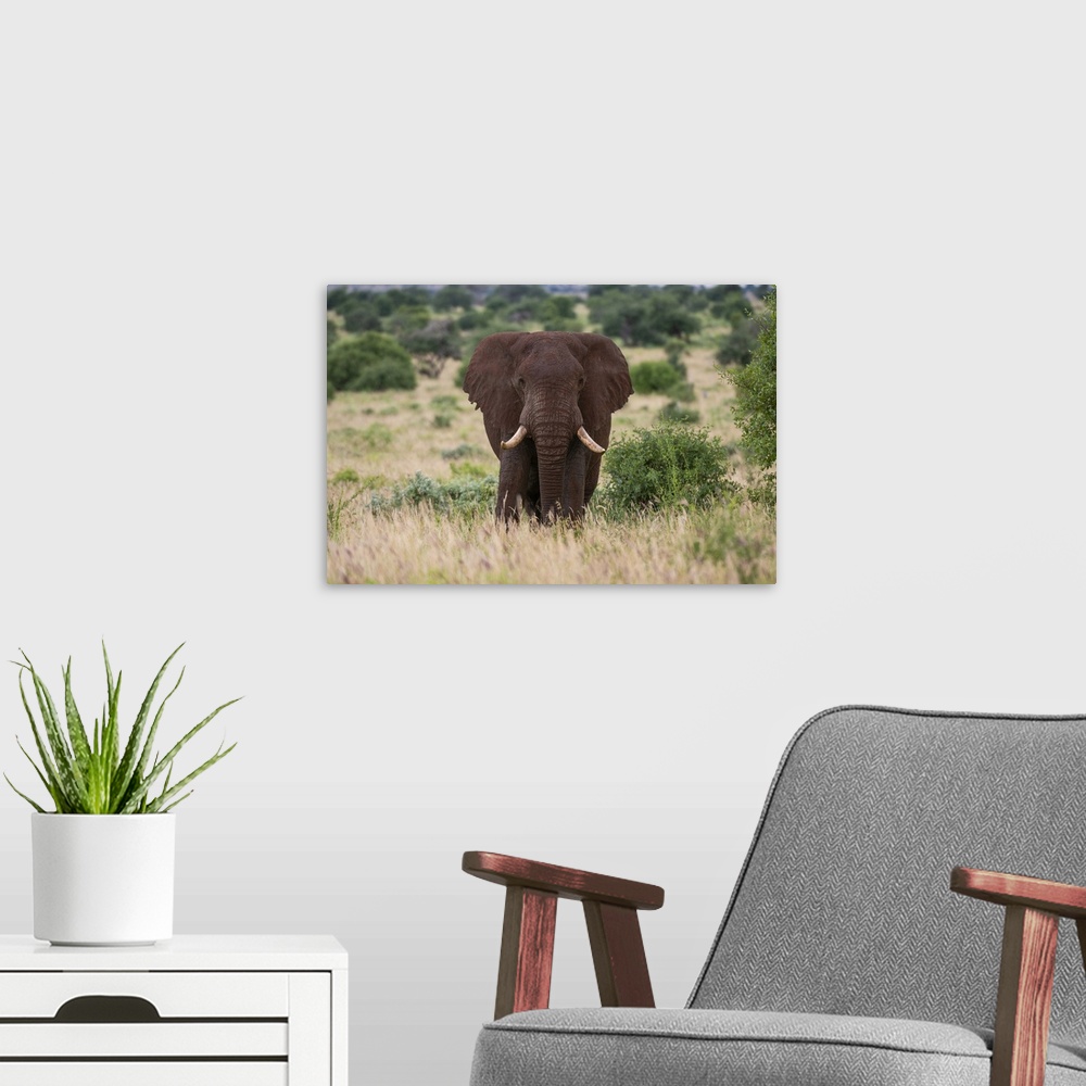 A modern room featuring African elephant (Loxodonta africana), Tsavo, Kenya, East Africa, Africa