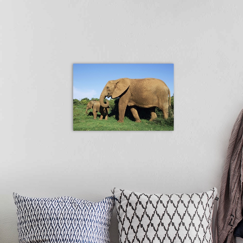 A bohemian room featuring African elephant, with calf, Addo National Park, South Africa