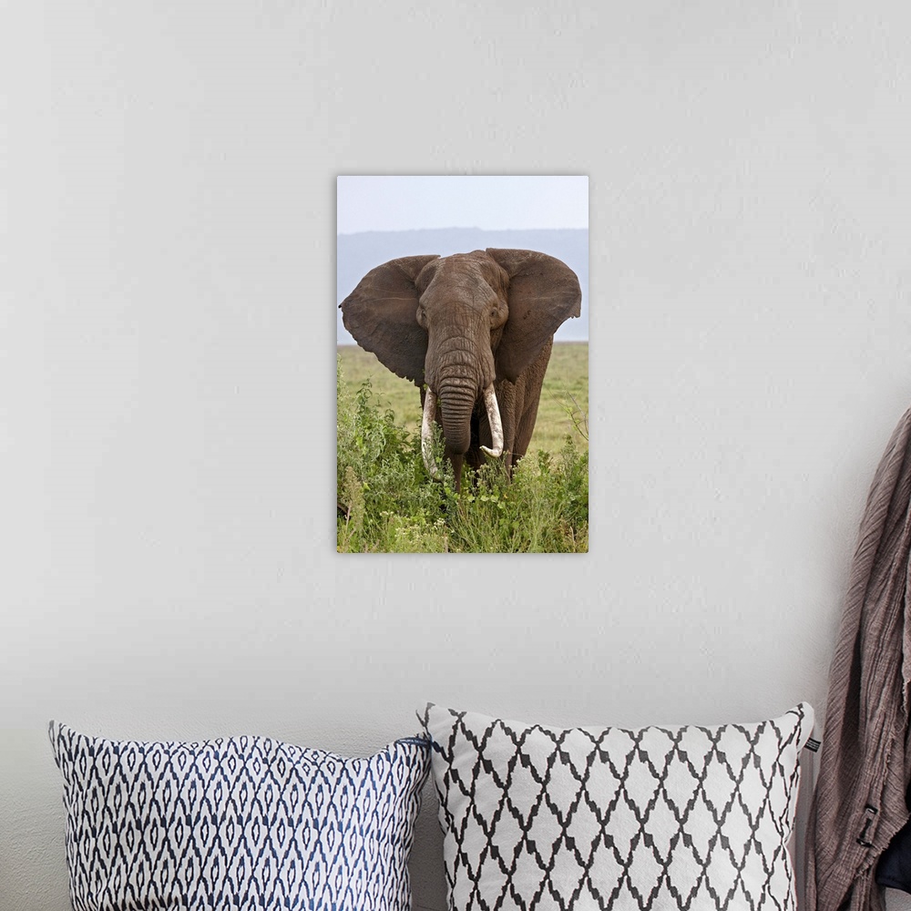 A bohemian room featuring African elephant with large tusks, Ngorongoro Crater, Tanzania, East Africa
