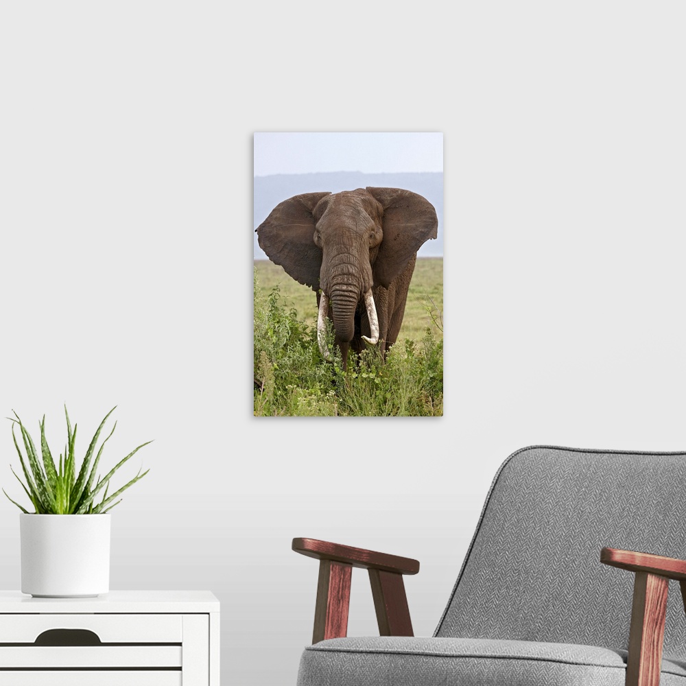 A modern room featuring African elephant with large tusks, Ngorongoro Crater, Tanzania, East Africa