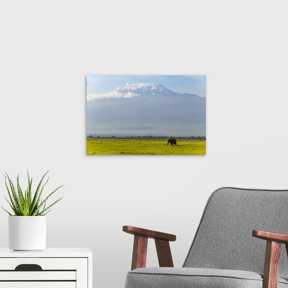 A modern room featuring African elephant (Loxodonta) with Mount Kilimanjaro in the background, Amboseli National Park, Ke...