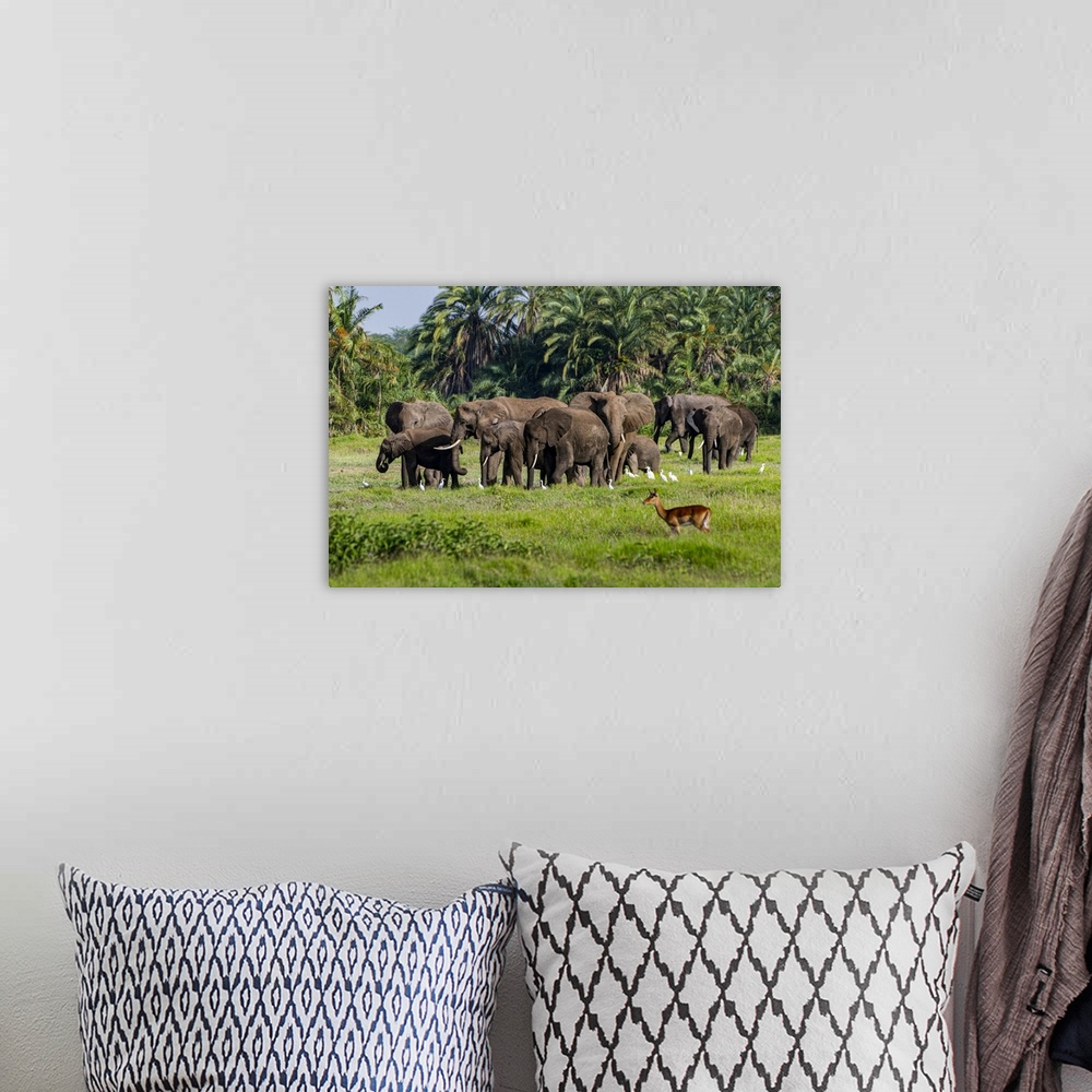 A bohemian room featuring African elephants (Loxodonta), Amboseli National Park, Kenya, East Africa, Africa