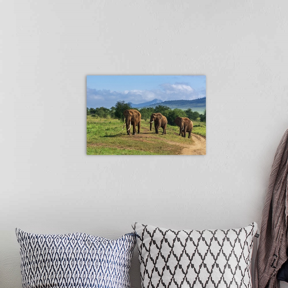 A bohemian room featuring African elephants (Loxodonta africana), Lualenyi, Tsavo Conservation Area, Kenya, East Africa, Af...