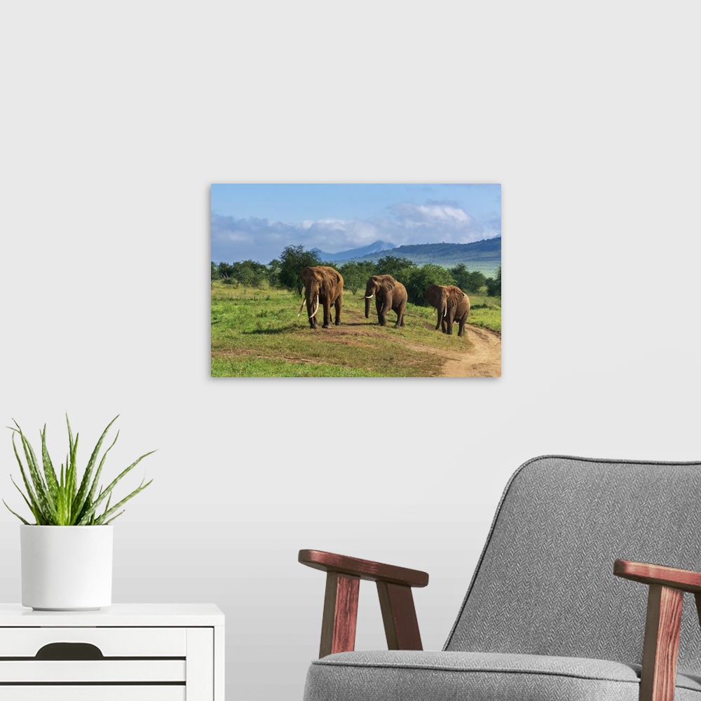 A modern room featuring African elephants (Loxodonta africana), Lualenyi, Tsavo Conservation Area, Kenya, East Africa, Af...