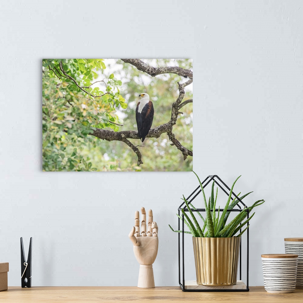 A bohemian room featuring African fish eagle (Haliaeetus vocifer), framed by branches, South Luangwa National Park, Zambia,...