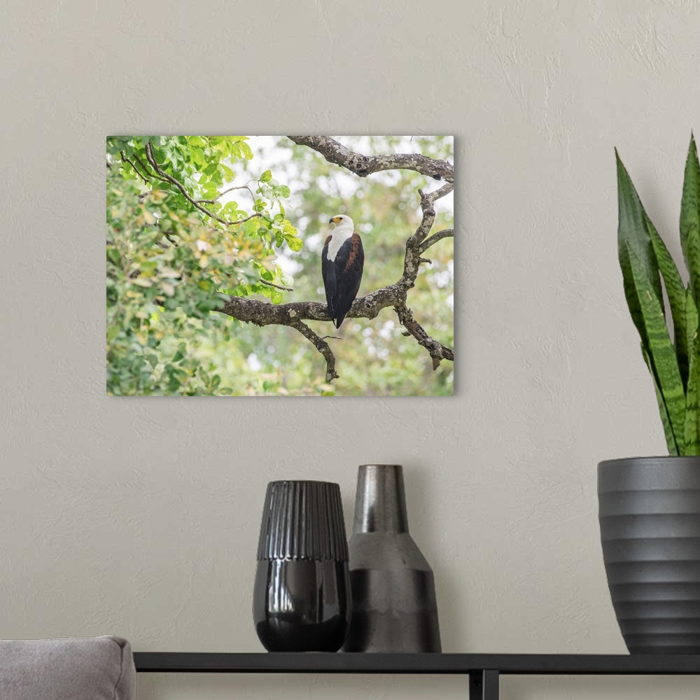 A modern room featuring African fish eagle (Haliaeetus vocifer), framed by branches, South Luangwa National Park, Zambia,...