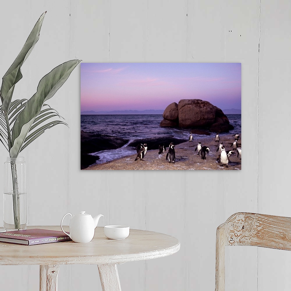 A farmhouse room featuring African penguins, Cape Town, Africa