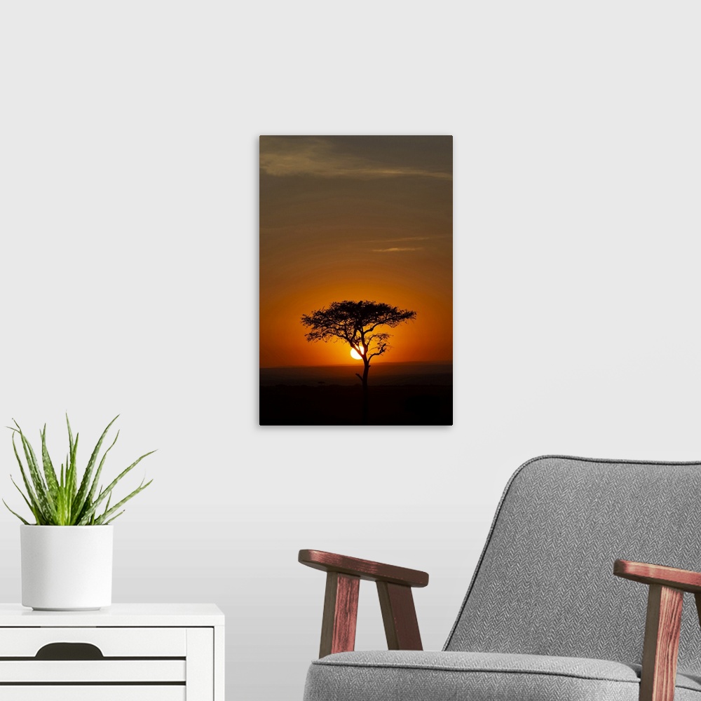 A modern room featuring African tree at sunset, Masai Mara National Reserve, Kenya, East Africa, Africa