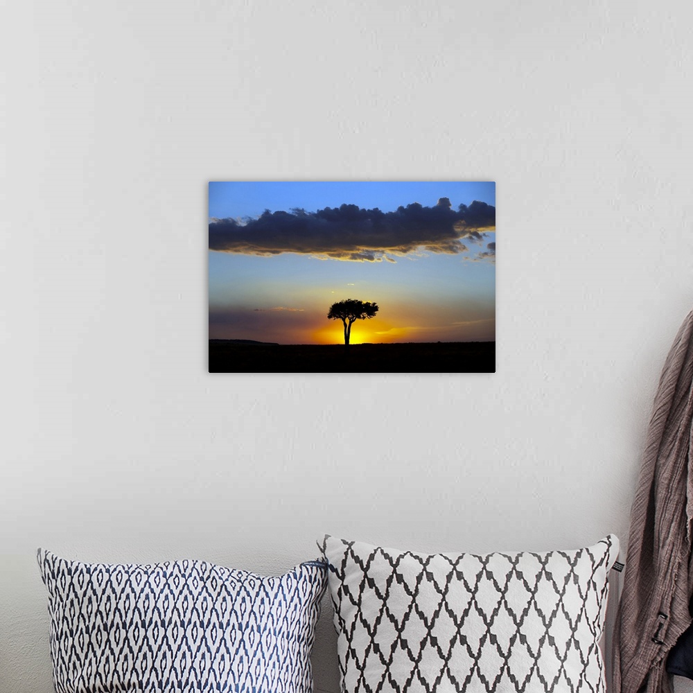 A bohemian room featuring African tree at sunset, Masai Mara National Reserve, Kenya, East Africa, Africa