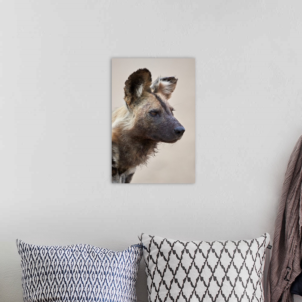 A bohemian room featuring African wild dog, Kruger National Park