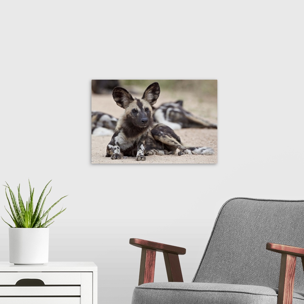 A modern room featuring African wild dog, Kruger National Park, South Africa