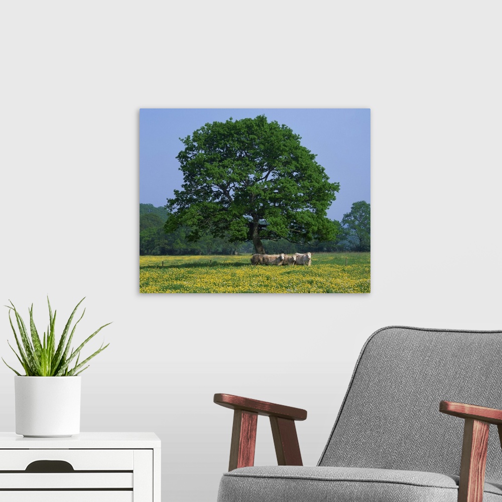 A modern room featuring Agricultural landscape of cows beneath oak tree in field of buttercups, England
