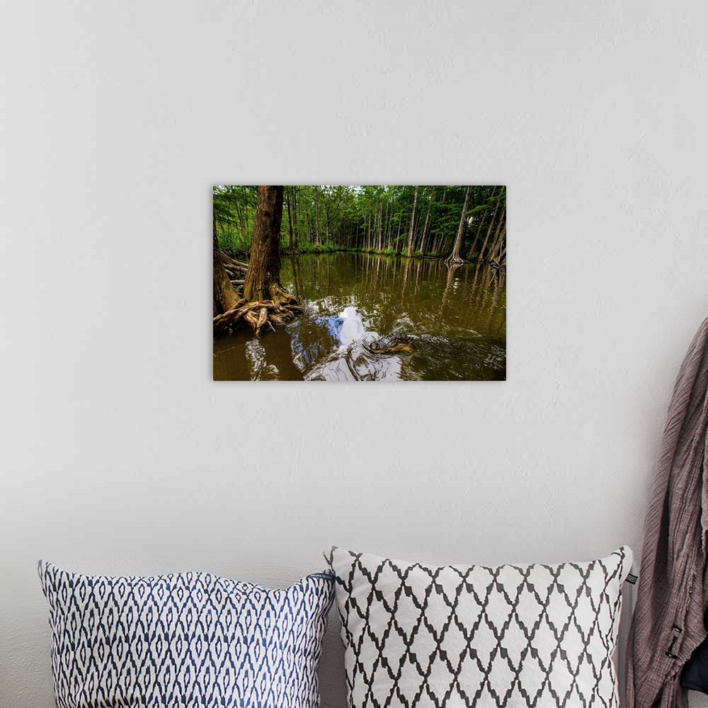 A bohemian room featuring Alligators, swamp near New Orleans, Louisiana, United States of America, North America
