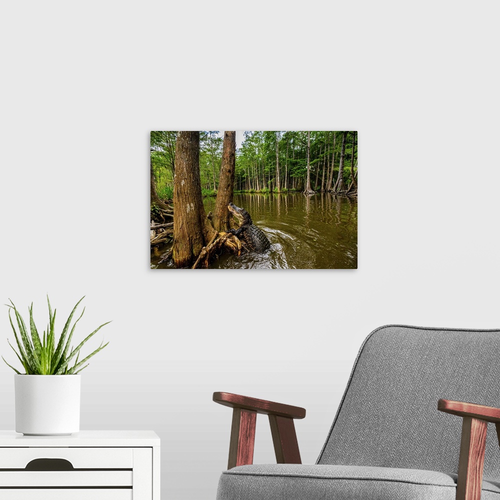 A modern room featuring Alligators, swamp near New Orleans, Louisiana, United States of America, North America