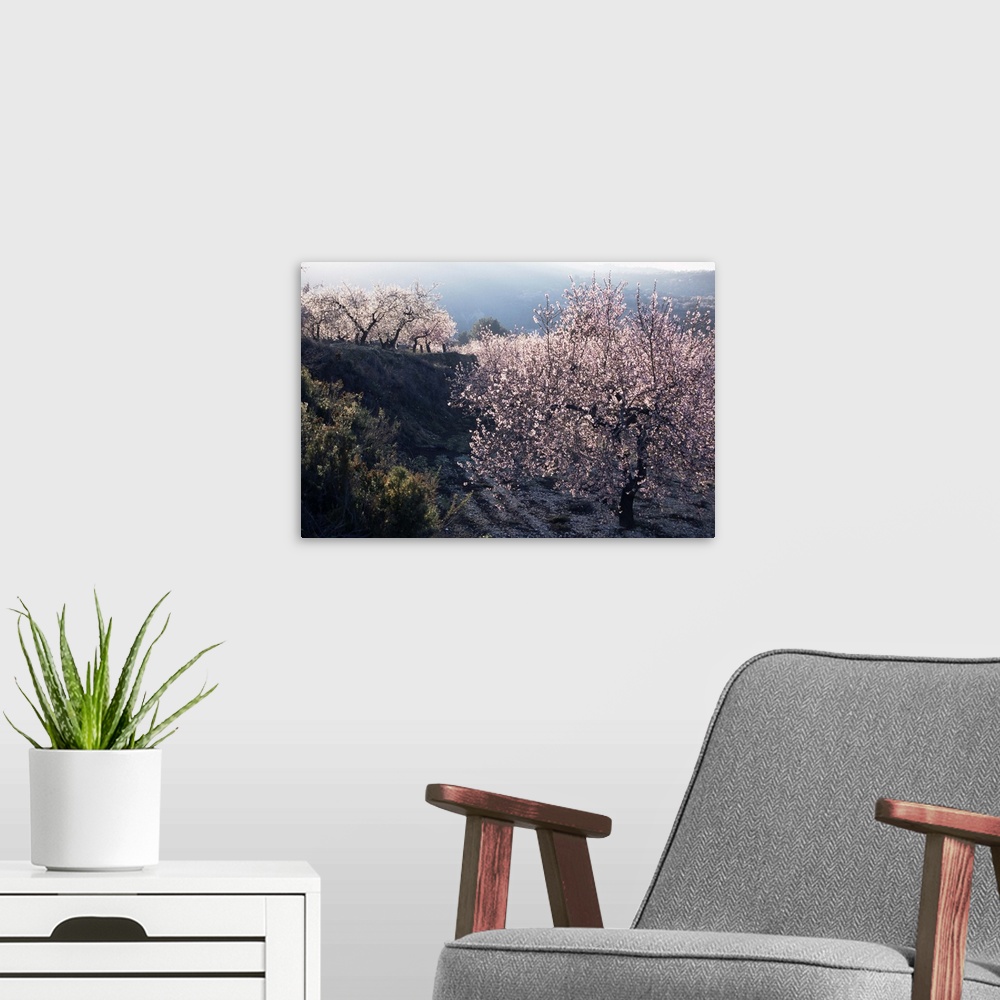 A modern room featuring Almond blossom in spring, Costa Blanca, Valencia region, Spain, Europe