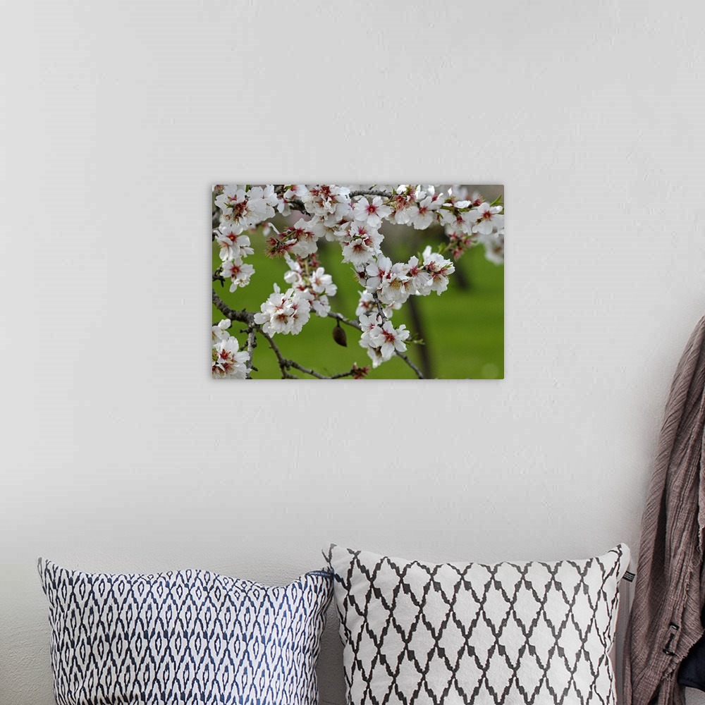 A bohemian room featuring Almond blossom time, Majorca, Balearic Islands, Spain