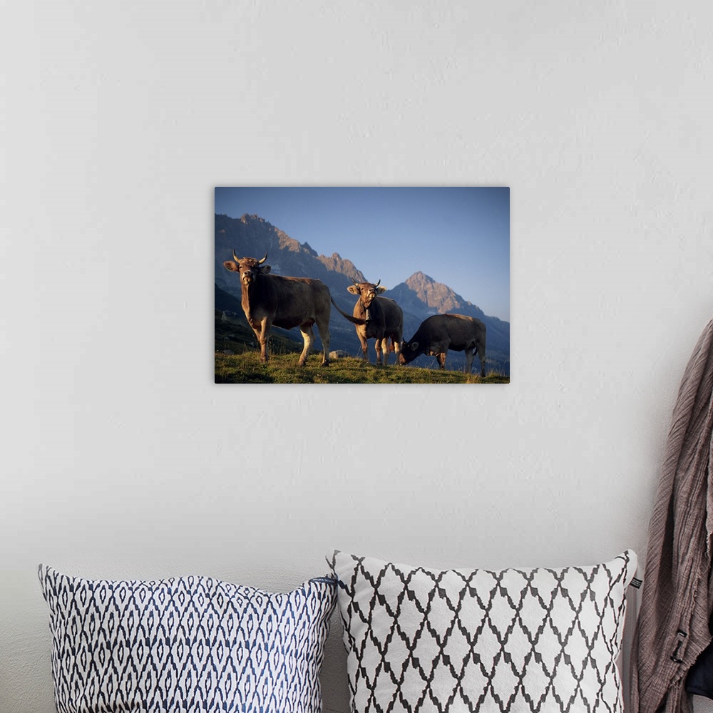 A bohemian room featuring Alpine cows, St. Gotthard Pass, Switzerland, Europe
