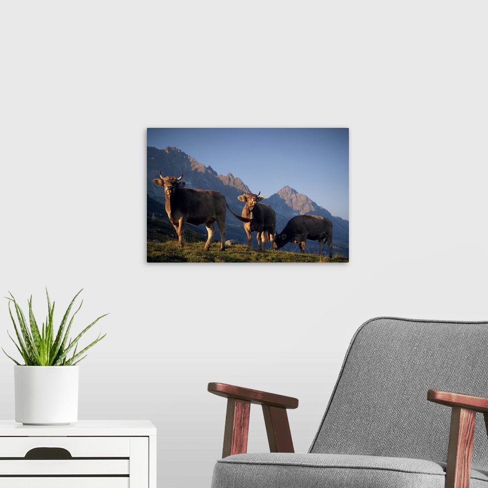 A modern room featuring Alpine cows, St. Gotthard Pass, Switzerland, Europe